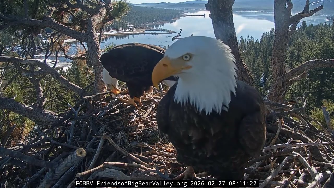 Big Bear Bald Eagle 27.02.2026 08:04