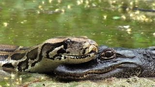 Крокодил и гигантская змея 02 - Опасные животные во Флориде