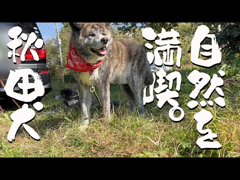 自然を満喫する虎毛秋田犬コンビ。大好物サツマイモの芋掘り見守り！【大型犬】【akita dog】