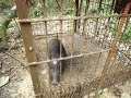 イノブタ雑じりのイノシシが箱罠に入りました。
