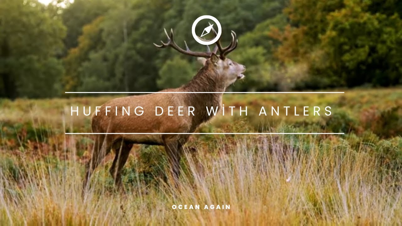 🕊️classical violin Huffing Deer with Antlers 🍃 YouTube