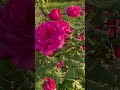🌷🌷🌷Good Night 🌷🌷🌷🌷