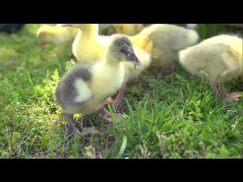 Goslings Imprint on Allen | Farm Raised With P. Al...