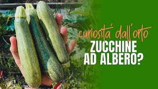 Metodo (RARO) di coltivazione delle zucchine - Orto fai da te