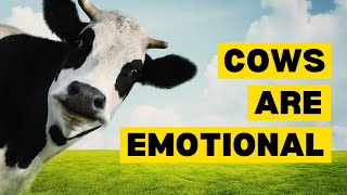 10 Interesting Facts About COWS