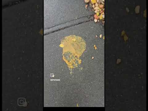 I Stepped in Dog Poop in NYC Again 🤬