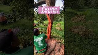 Serangan Penggerek Batang Pada Pohon Durian Yang Sangat Parah