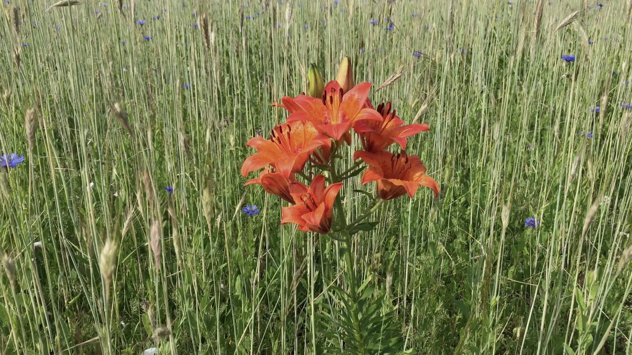 Roggelelie (Lilium bulbiferum) in graanakker