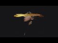 Phora - Forever [Official Audio]