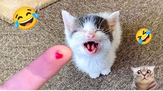 Cute Animals funny videos 2024 😂 New funniest Cats and dogs videos 😹🐶