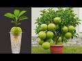 LIVE 🔴A great way to make guava trees grow faster by grafting them with Aloe Vera