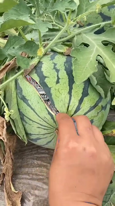 https://v.kuaishou.com/2Fg2bDV 西瓜宝宝 '磁力万合计划