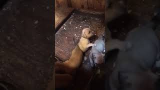 Mn Heat Bat Bat Mn Heat Blondie