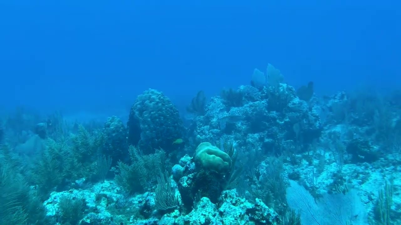 Mexico 2025 Playa Del Carmen diving with cuttle fish