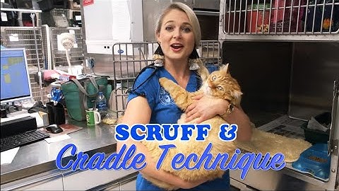 How to pick-up and hold a Cat? | Cat Scruff Technique