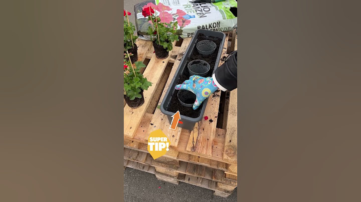PFLANZTIPP: So bepflanzt Du Deinen Balkon ganz leicht. 🌸🌼