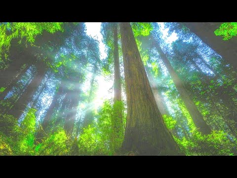 peaceful-relaxing-music-➤-sleep-easy-&-calm-➤-soothing-music-for-meditation,-healing-therapy.