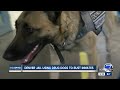 Denver Jail using drug dogs to bust inmates Denver Jail using drug dogs to bust inmates