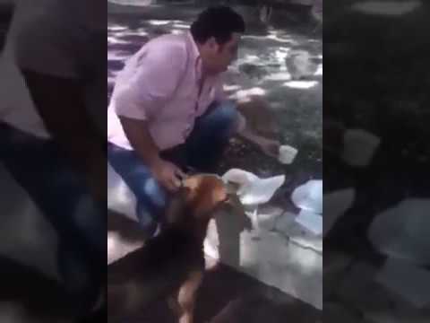 Video: Perros Traviesos Roban El Almuerzo Del Cartero