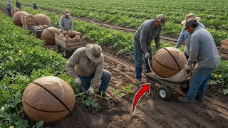 Inside the Modern California Macadamia Industry | How Macadamia Nuts Are Harvested & Processed