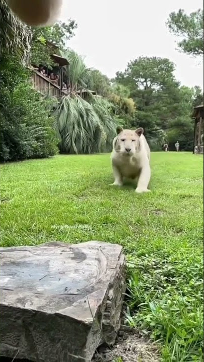 Penampakan macan putih prabu siliwangi