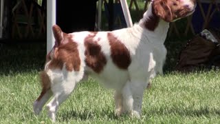 Brittany Spaniel - Erie Shores Kennel Club by Puppy Parent 625 views 8 years ago 3 minutes, 17 seconds