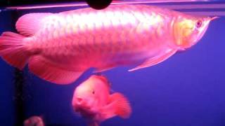 MVI_9101.AVI