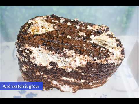 Ready to Grow Mushroom Kit - Shiitake