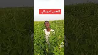 عدس سوداني