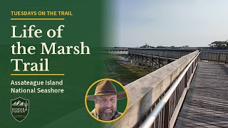 Full Life of the Marsh Trail – Assateague Island’s Quiet Bayside Boardwalk | Tuesdays on the Trail Guide