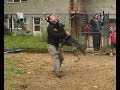 Attack trained dutch shepherd and german shepherd k91com