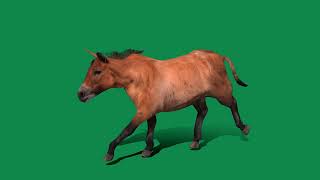 Mongolian Przewalski Wild Horse  Endangered 3D Model