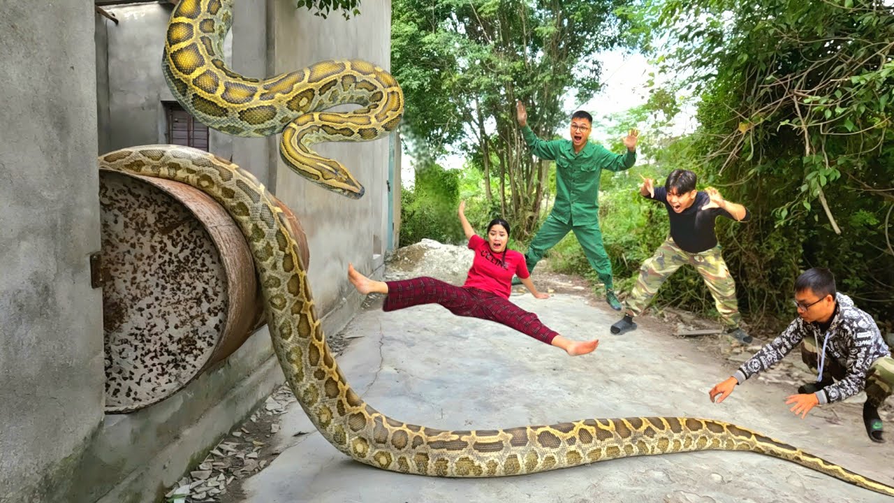 king python89 | brave hunter catches giant pythons,... Brave Expert Rescues Young Man From Giant Python And 100 Dragon Snakes ...