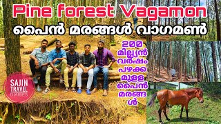 Episode 39 / പൈൻ മരങ്ങൾ വാഗമൺ /Pine forest Vagamon screenshot 5