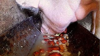 Can piglets eat potatoes?  Try It if You Dare – Pig’s Favorite Dish!" pig is eating slop ASMR Pigs Love Eating Potatoes