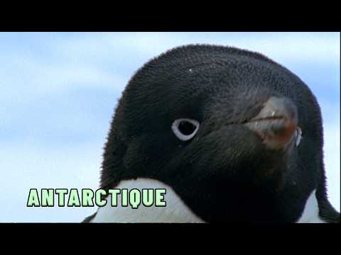 The CRUEL life of penguins