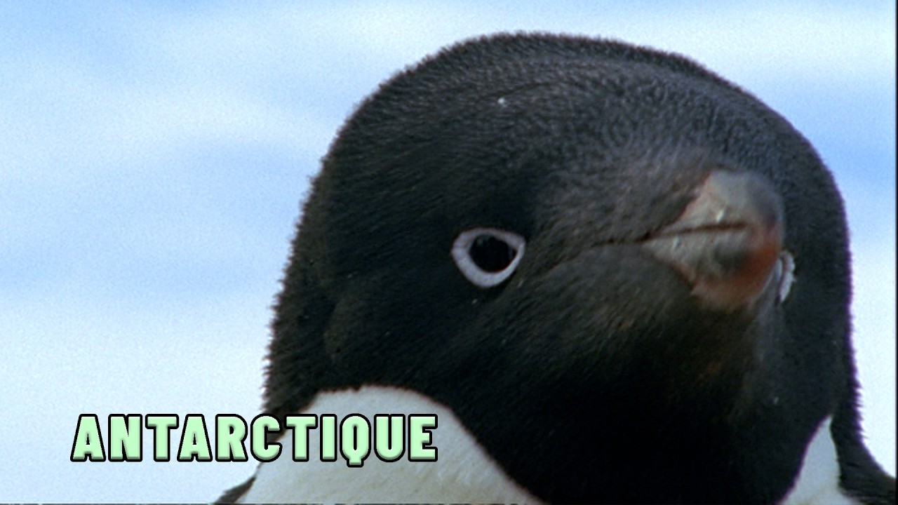 La vie CRUELLE des manchots