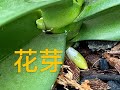 【20104】蝴蝶兰复花的条件，需要长几片新叶子，才容易出花芽《静姐说花304》