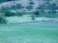 Vandal the borderjack lure coursing Vandal the borderjack lure coursing