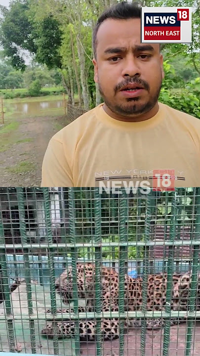 সোণাৰি লংপতিয়াৰ বৰহোলাত নাহৰফুটুকি পিঞ্জৰাৱদ্ধ | Leopard | Sonari #shorts n18s 24/06/25