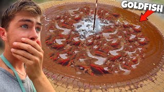 Rescuing Goldfish Out Of NEIGHBORHOOD FOUNTAIN?! (RESCUE MISSION)