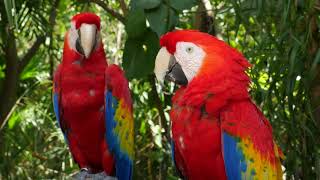 Música relajante con la hermosa naturaleza, el sonido del canto de los pájaros y el murmullo de agua