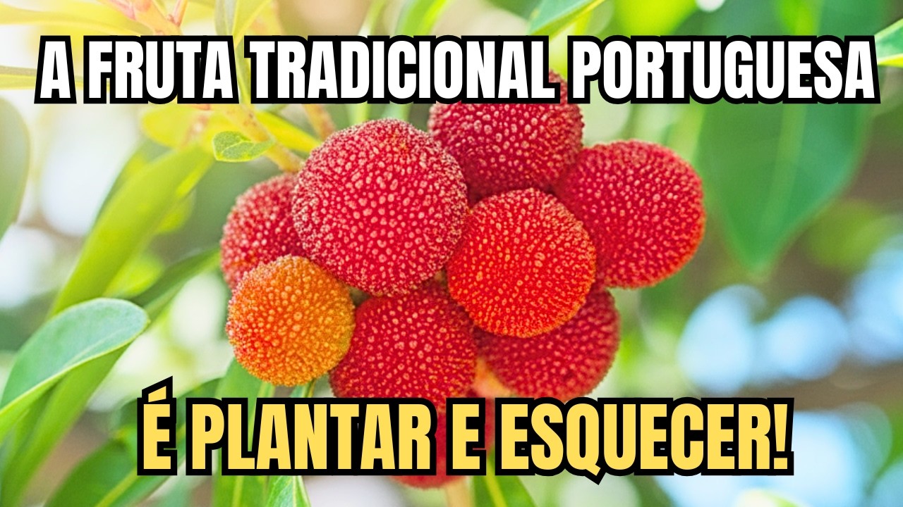 Medronho: NÃO PRECISA de terra boa, sobrevive ao FOGO e PRODUZ onde NADA CRESCE!