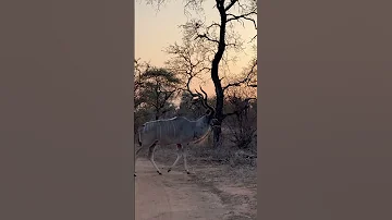 This Is Africa A Sunset Stroll Of A Male Kudu Nature Animals 