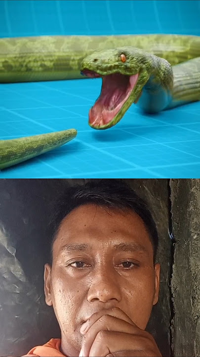 Ular kelaparan #shorts #snake #ihavethisthingwithplants #facts #animals