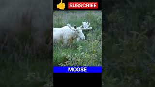 White Moose #shorts #trending #viral #4k