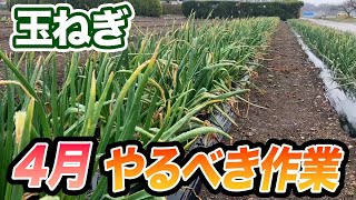 【玉ねぎ】4月に必ずやるべきこと　これだけで収穫が2倍になります