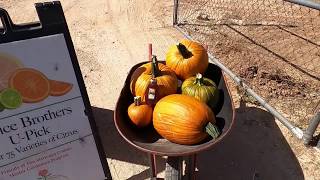 My First Pumpkin Patch Experience In Arizona With Family