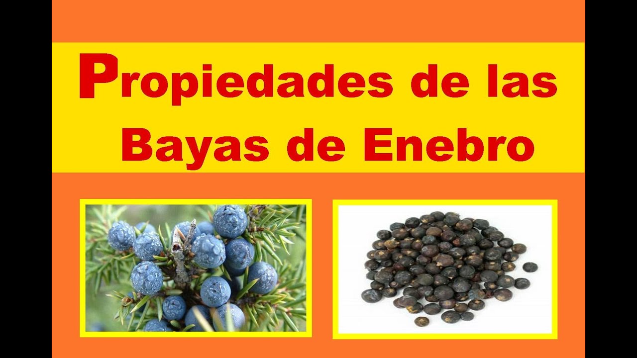 Propiedades del enebro: una planta colmada de beneficios Propiedades del enebro: una planta colmada de beneficios