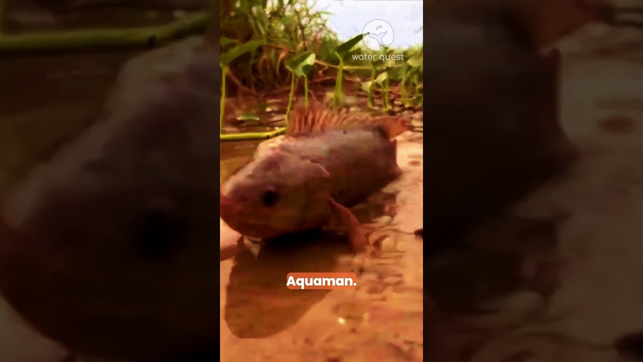 When you're a Climbing Perch, every day is a 'fin-tastic' adventure!